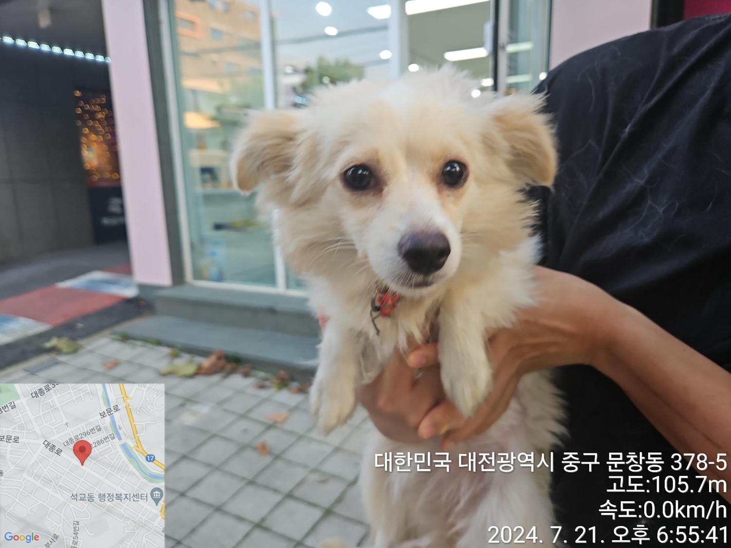 대전동물보호센터_430365202400328